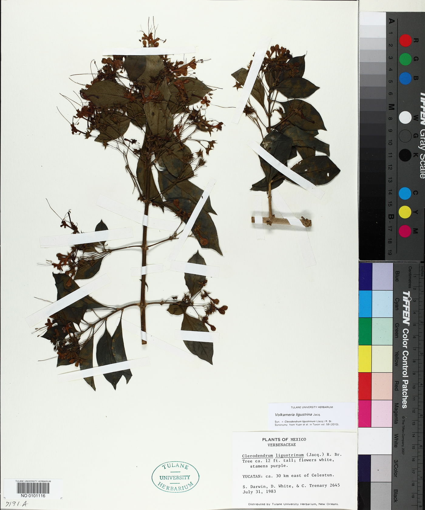 Volkameria ligustrina image