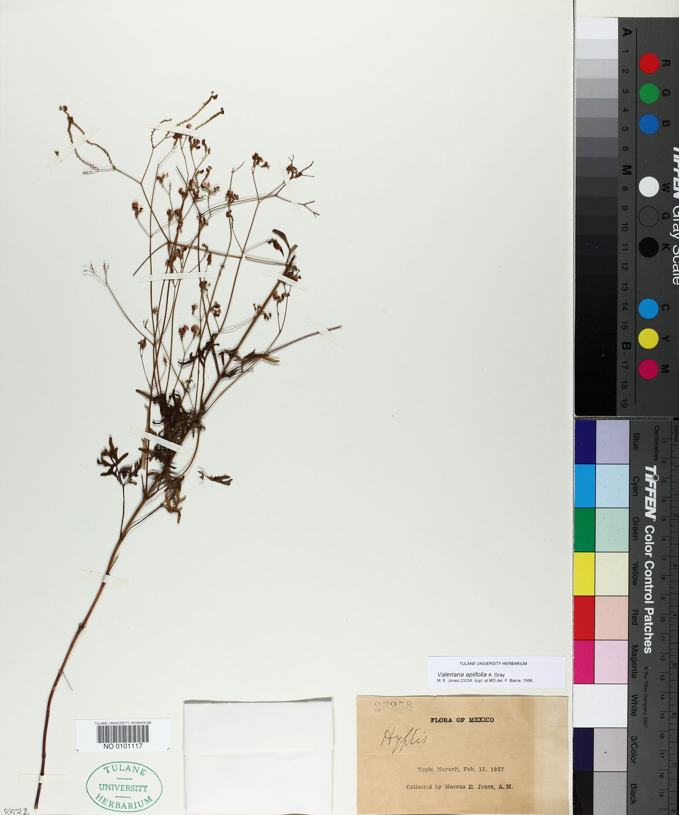 Valeriana apiifolia image