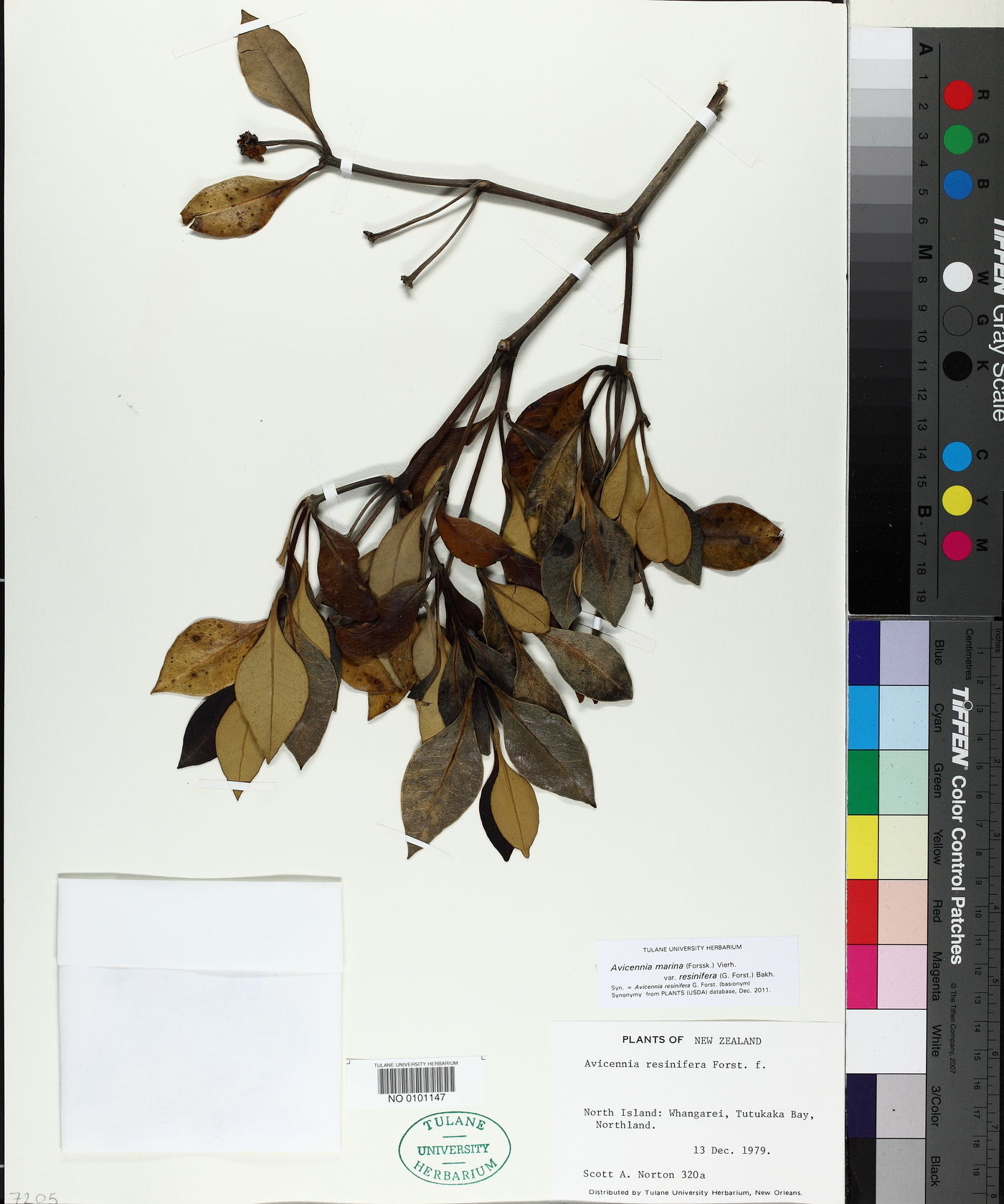 Avicennia marina var. resinifera image