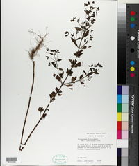 Trichostema dichotomum image