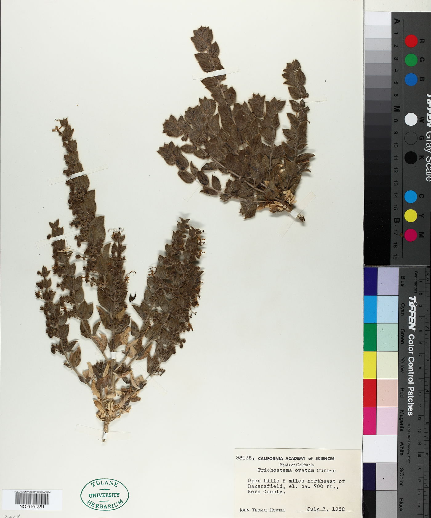 Trichostema ovatum image