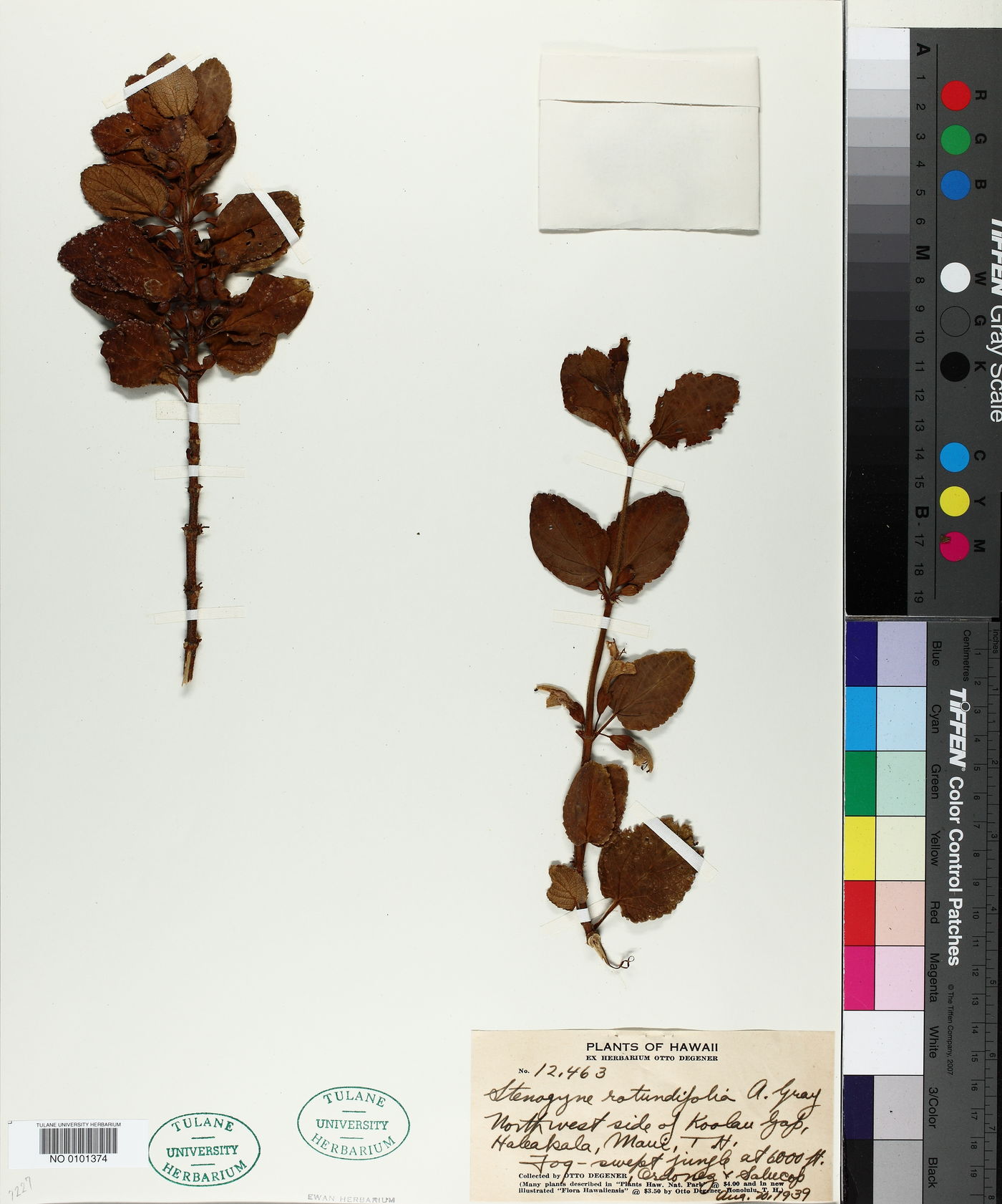 Stenogyne rotundifolia image