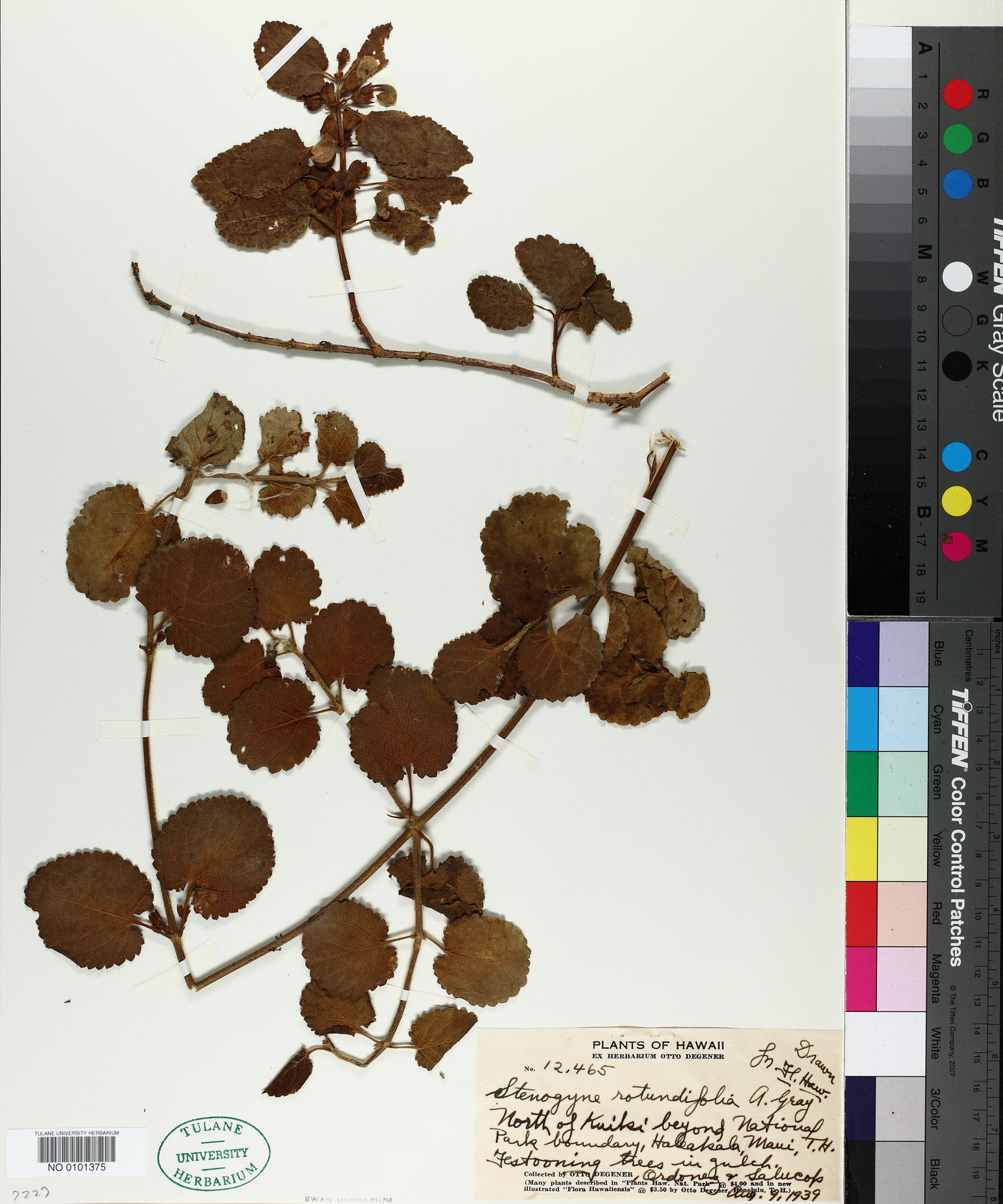 Stenogyne rotundifolia image