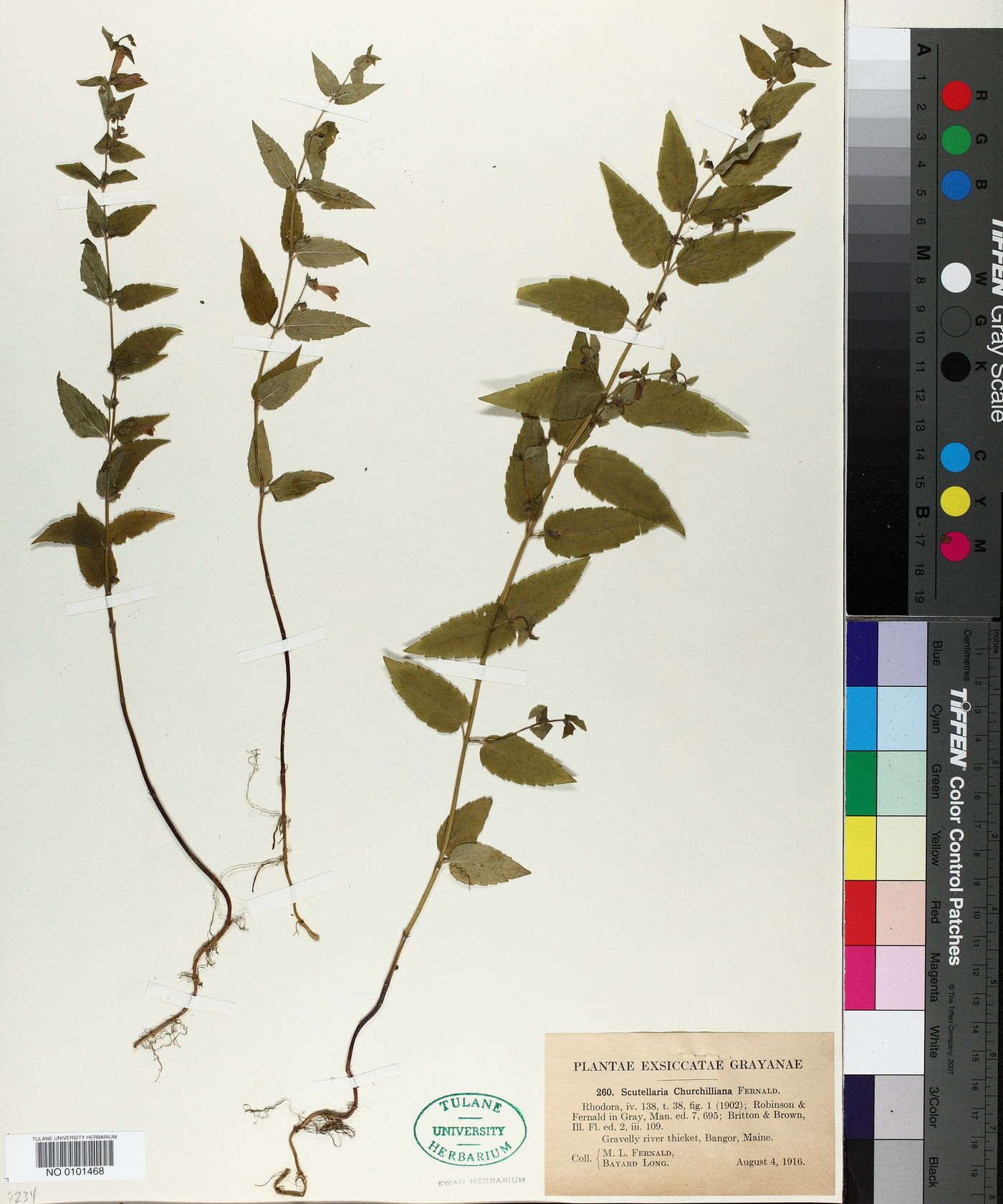 Scutellaria churchilliana image