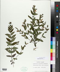 Scutellaria galericulata image