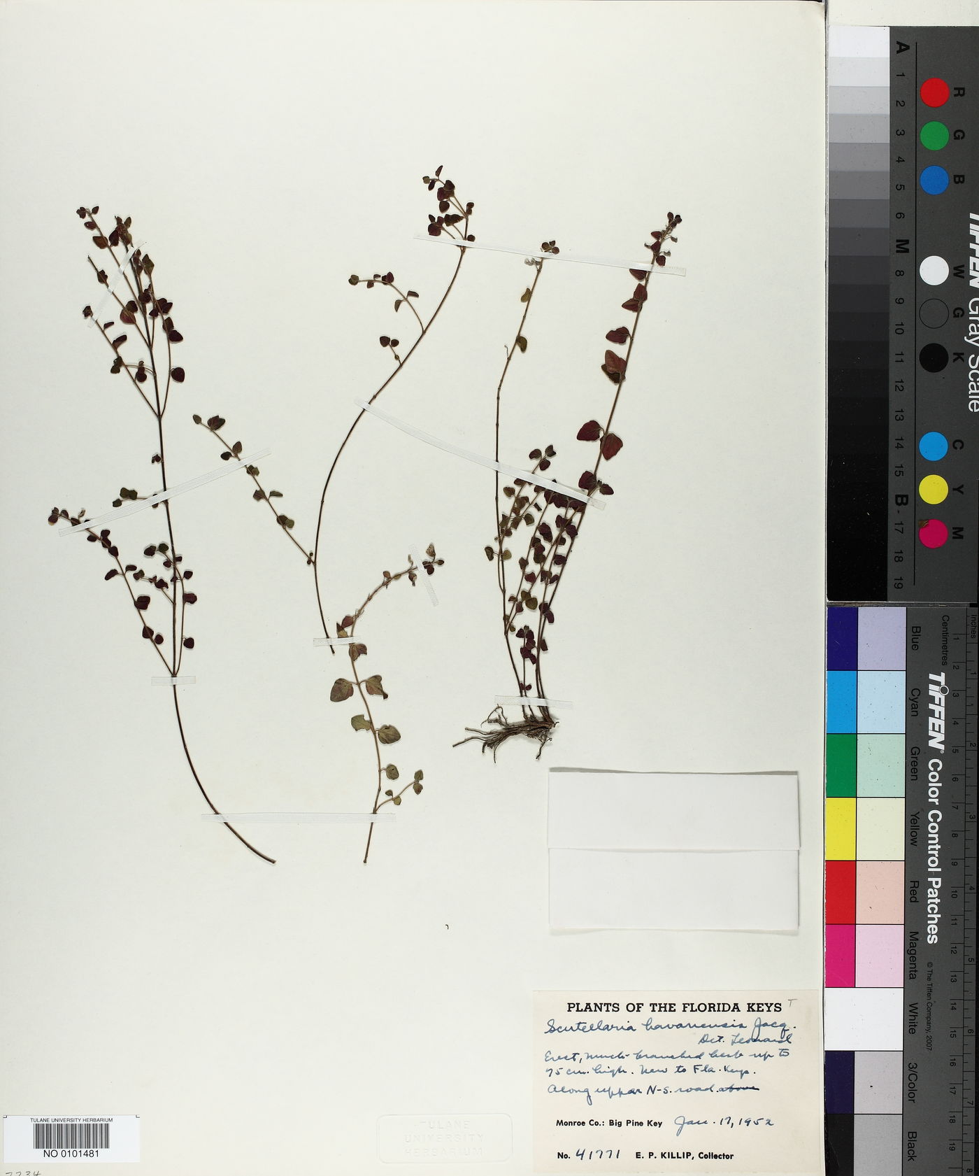 Scutellaria havanensis image