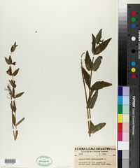 Scutellaria galericulata image