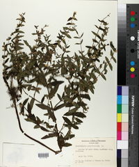 Scutellaria galericulata image