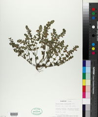 Scutellaria muriculata image