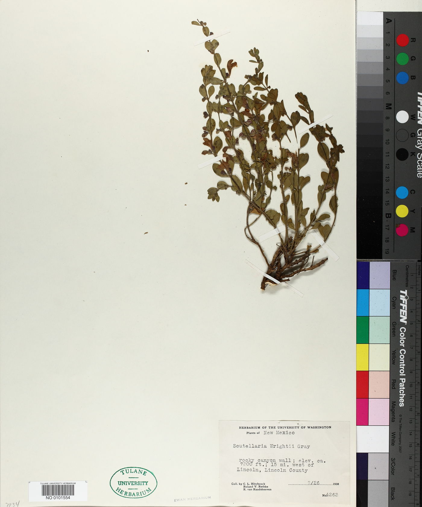 Scutellaria wrightii image