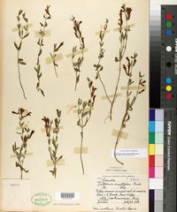 Scutellaria siphocampyloides image