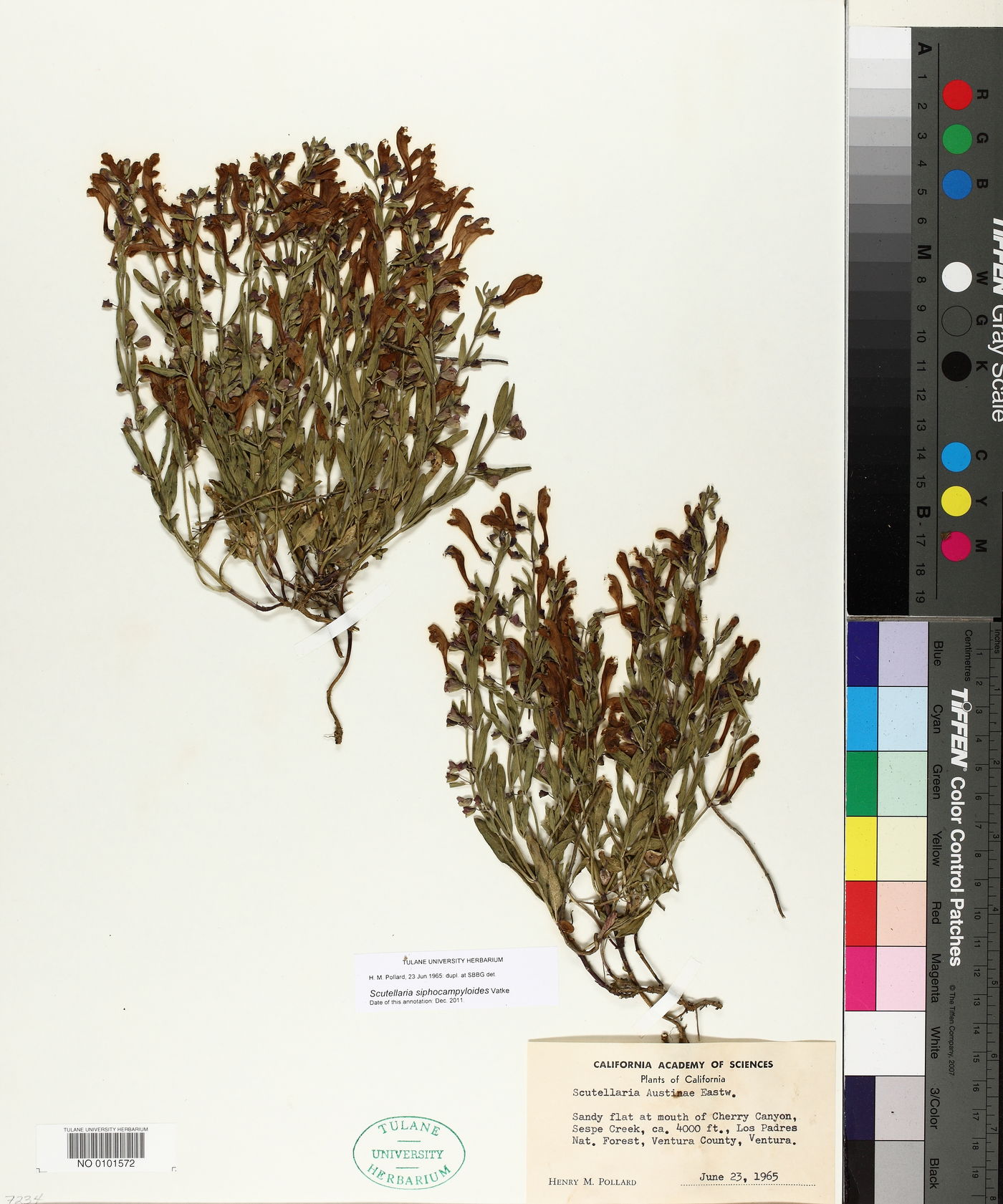 Scutellaria siphocampyloides image