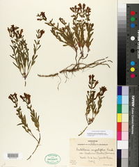 Scutellaria siphocampyloides image