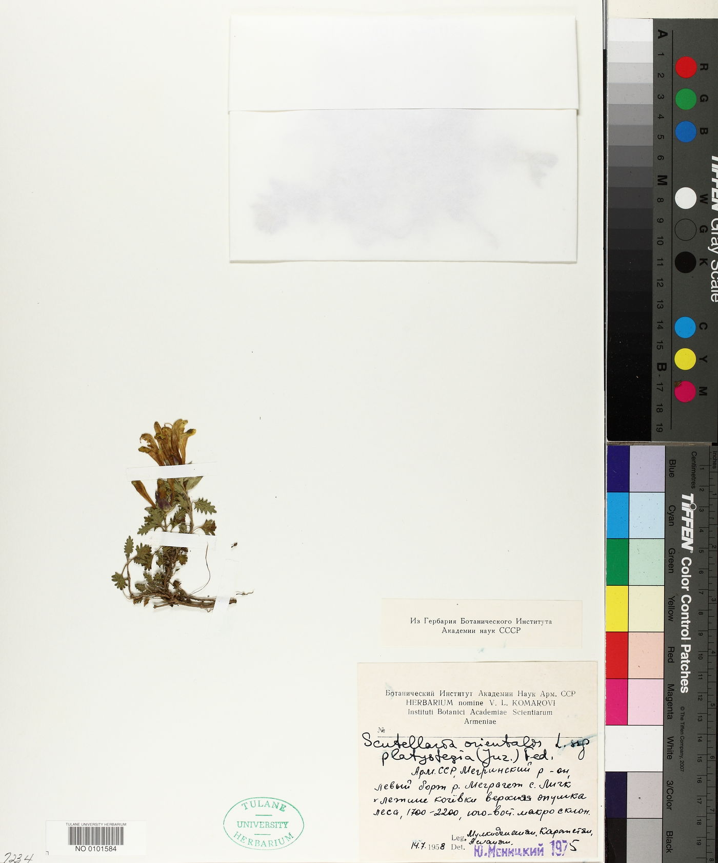 Scutellaria platystegia image