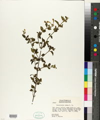 Image of Scutellaria lutea