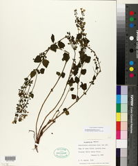 Scutellaria gaumeri image