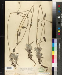 Lavandula latifolia image