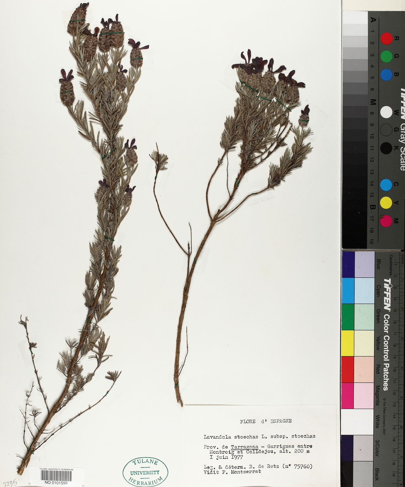 Lavandula stoechas subsp. stoechas image