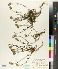 Sideritis hyssopifolia image