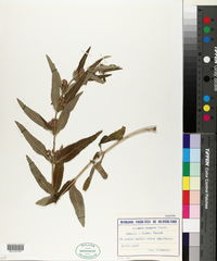 Phlomis herba-venti subsp. pungens image