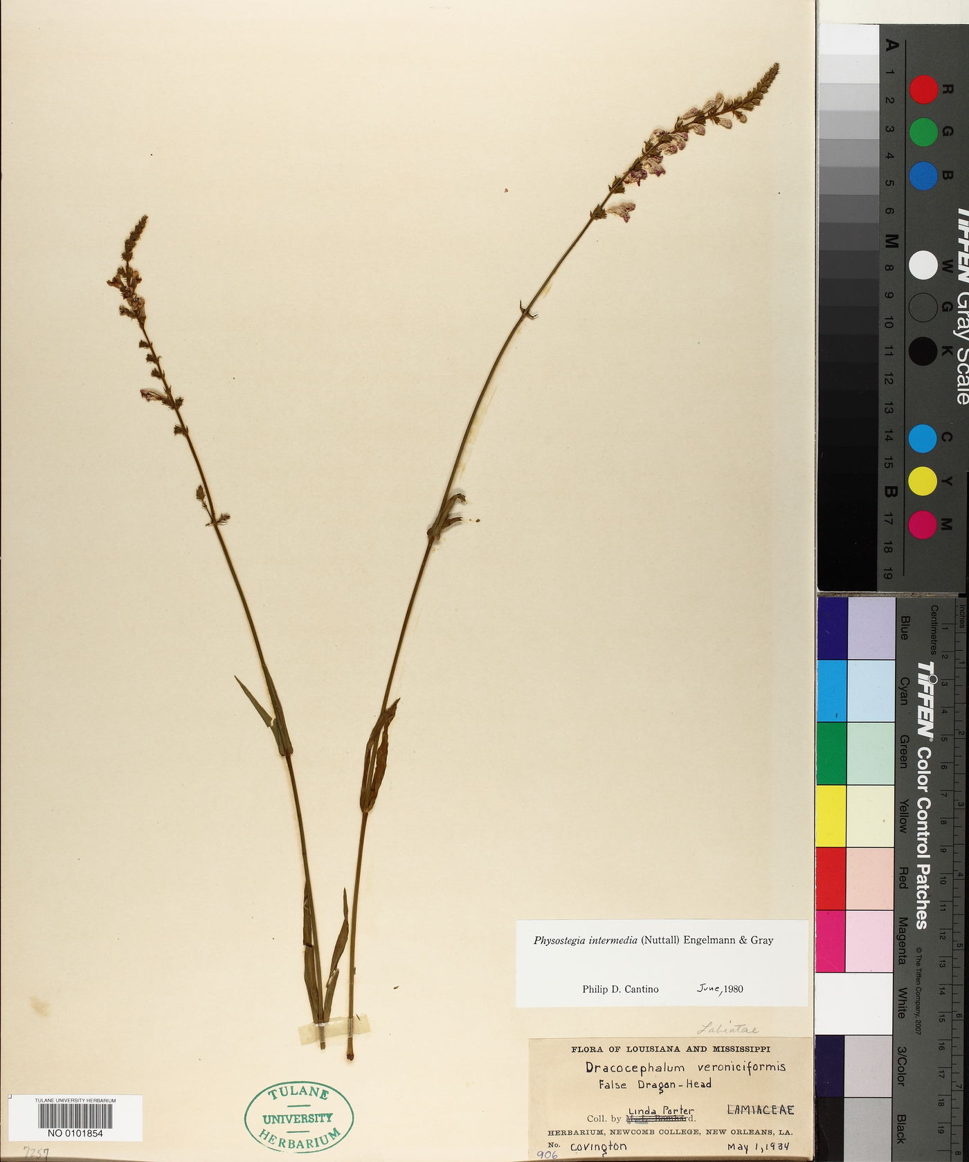 Physostegia intermedia image