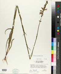 Physostegia angustifolia image