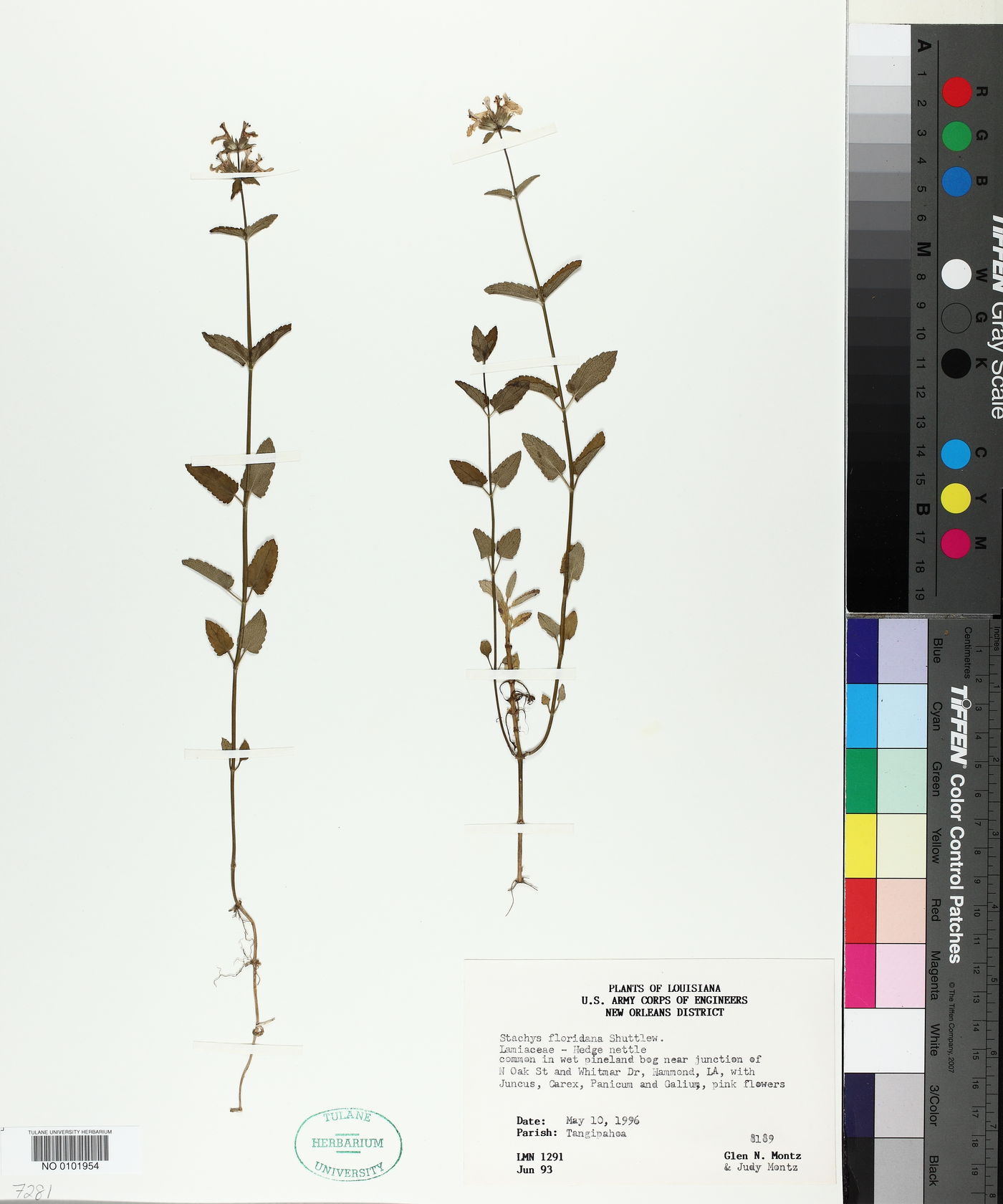 Stachys floridana image