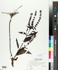 Stachys tenuifolia image