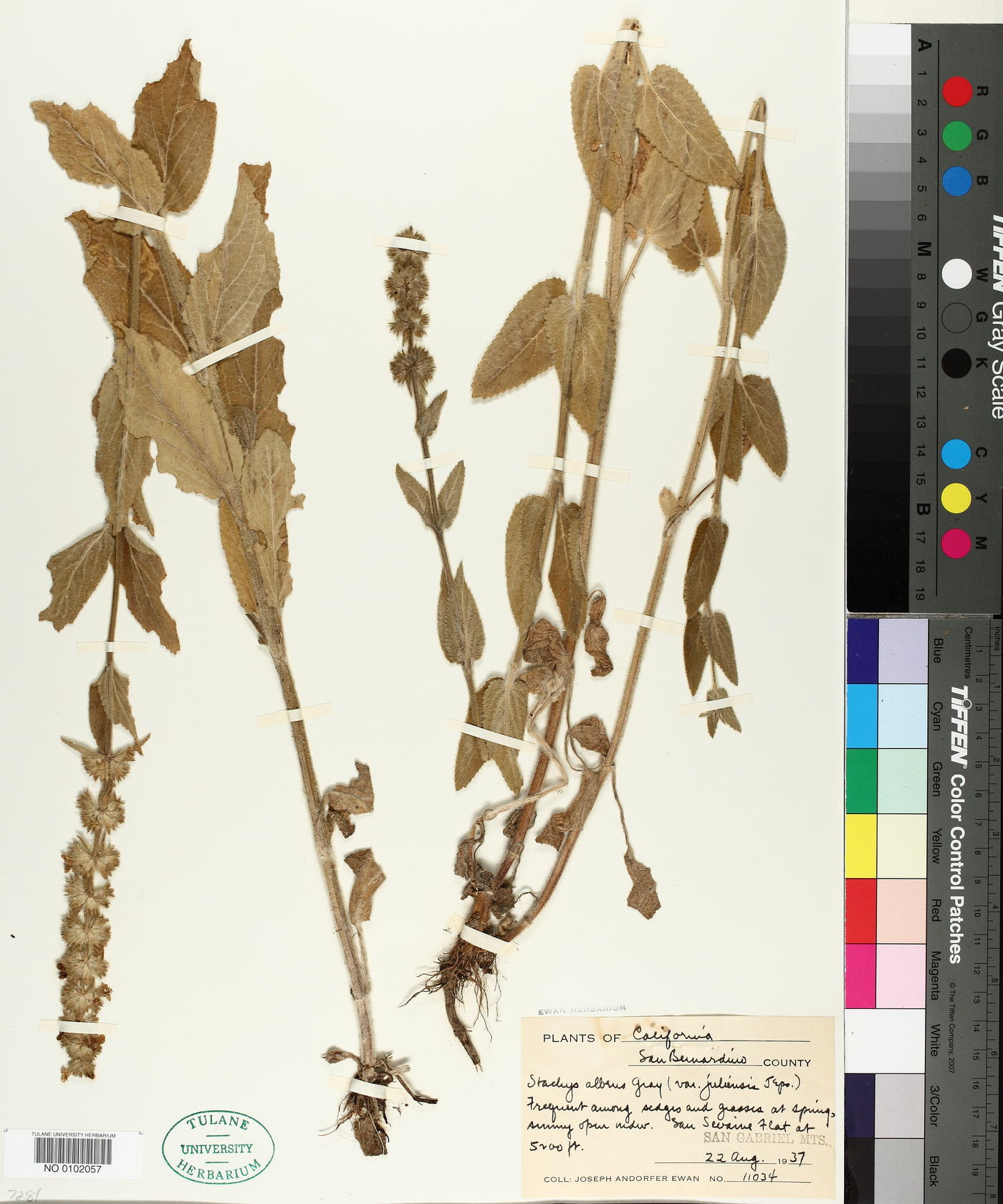 Stachys albens image