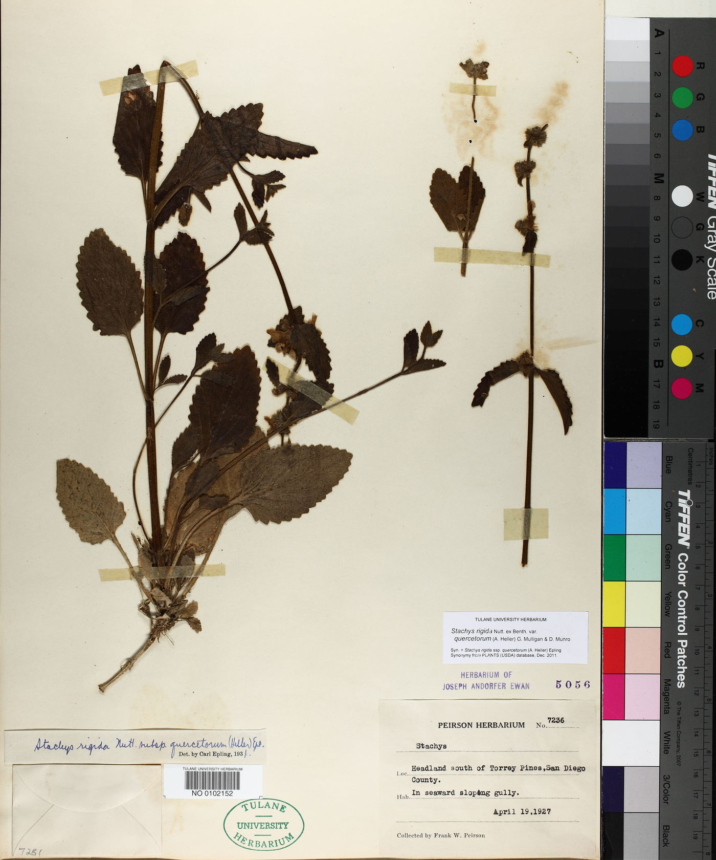 Stachys rigida var. quercetorum image