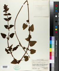 Image of Stachys lamioides