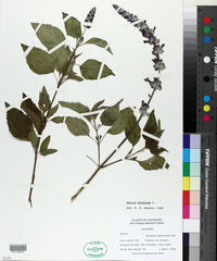 Salvia horminum image