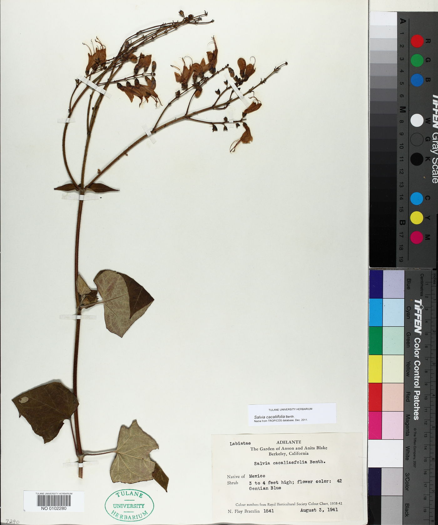 Salvia cacaliifolia image