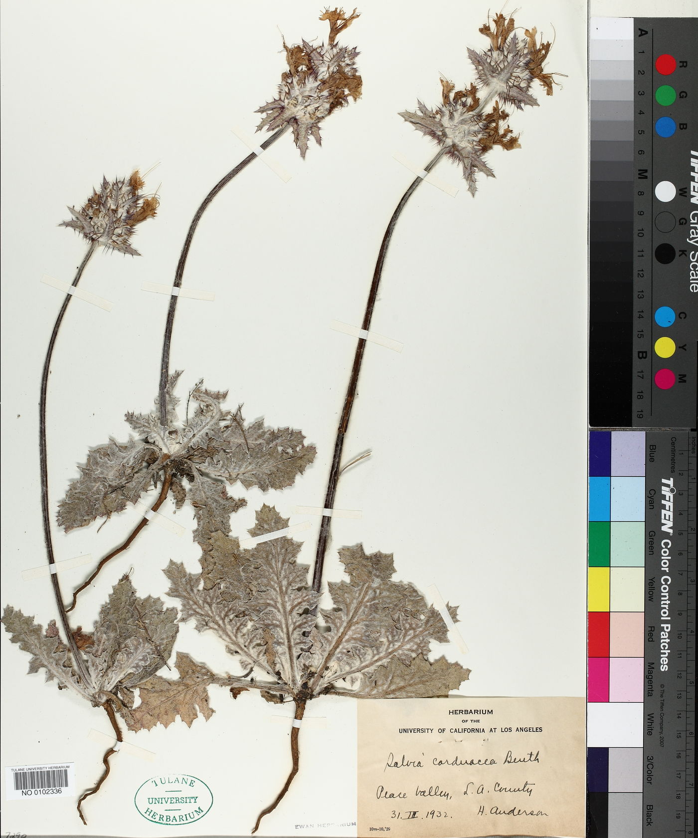 Salvia carduacea image