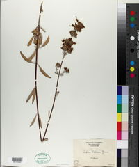 Salvia palmeri image