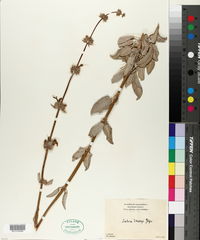 Salvia vaseyi image