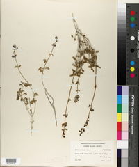 Image of Salvia cedrosensis