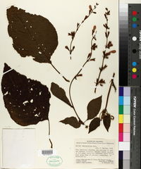Salvia pauciserrata subsp. calocalicina image
