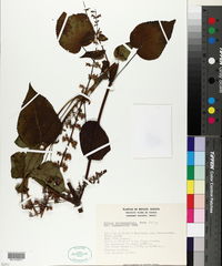Salvia atropaenulata image