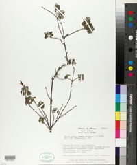 Image of Salvia aspera