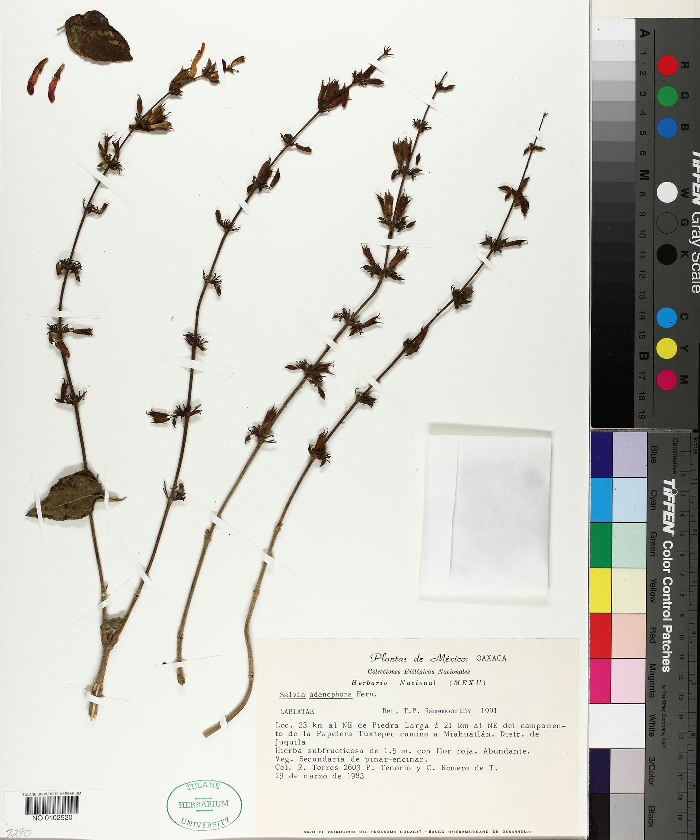 Salvia adenophora image