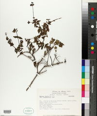 Salvia glabra image