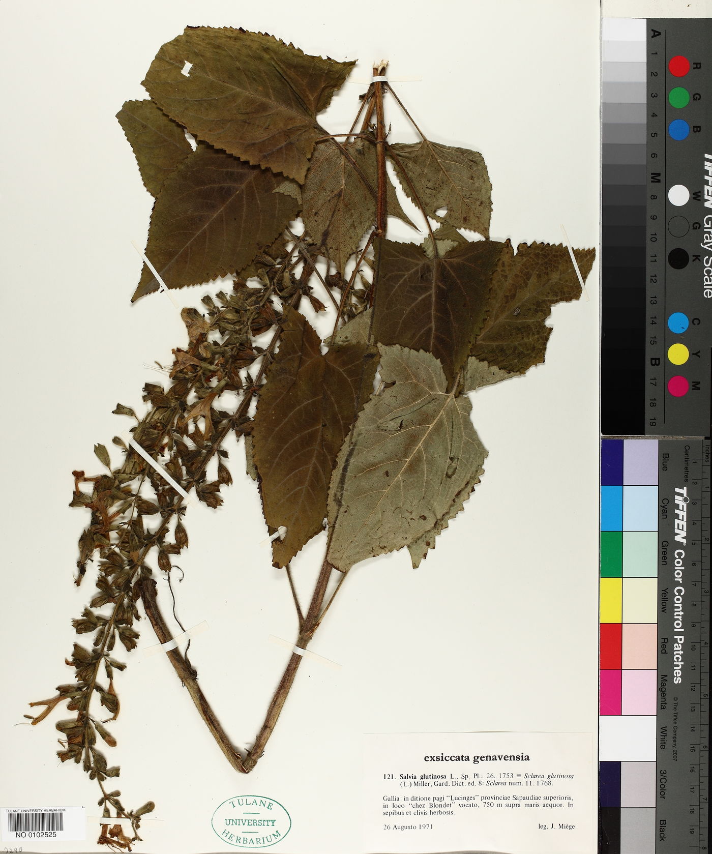Salvia glutinosa image