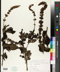 Salvia gesneraeflora image