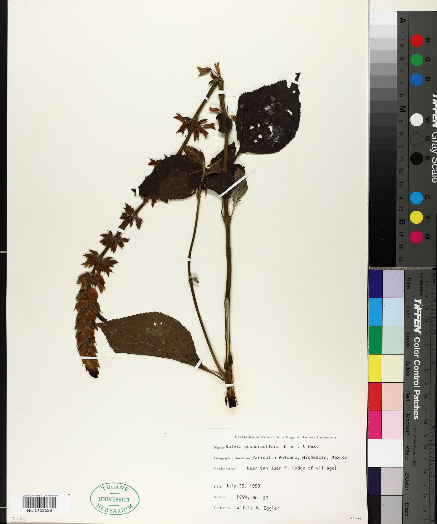 Salvia gesneraeflora image