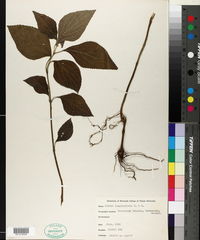 Salvia longispicata image