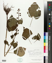 Salvia herbacea image