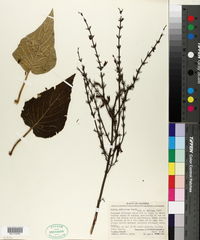 Salvia rubescens image