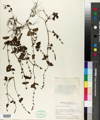 Salvia occidentalis image