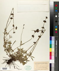 Image of Salvia oblongifolia